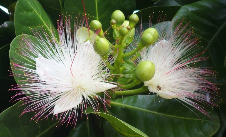 False Acacia Tree - Medicinal Plant