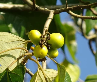 Gamhar Tree Yellow Flowers
