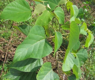 Gamhar Tree Conservation Efforts