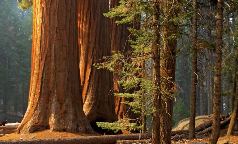 False Acacia Tree - Medicinal Plant