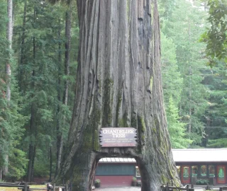 Giant Redwood Canopy