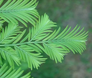 Giant Redwood Conservation Efforts