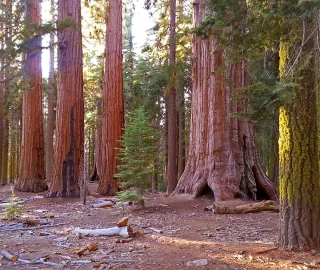 Giant Sequoia Canopy