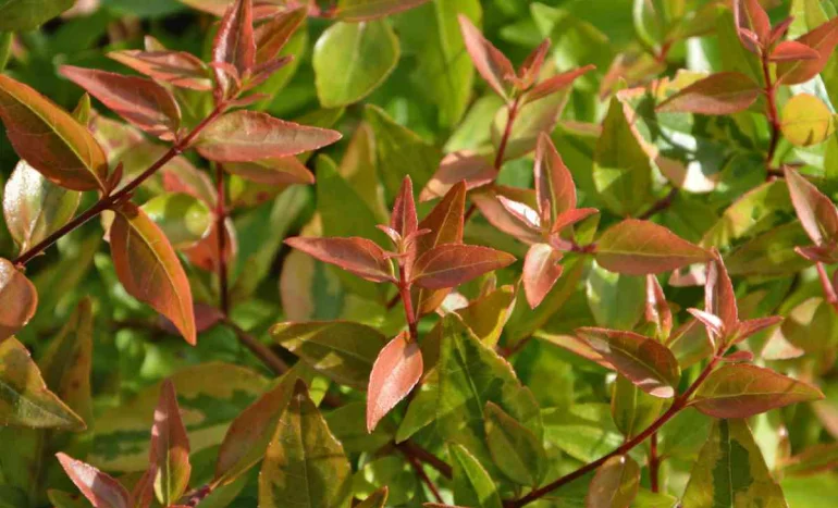 False Acacia Tree - Medicinal Plant