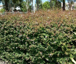 Glossy Abelia Flowers