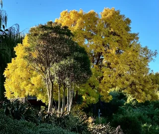 Golden Ash Tree Planting