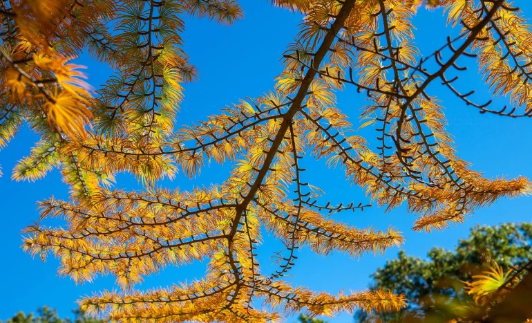 False Acacia Tree - Medicinal Plant