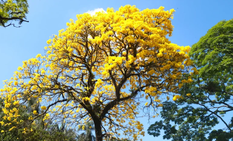 False Acacia Tree - Medicinal Plant