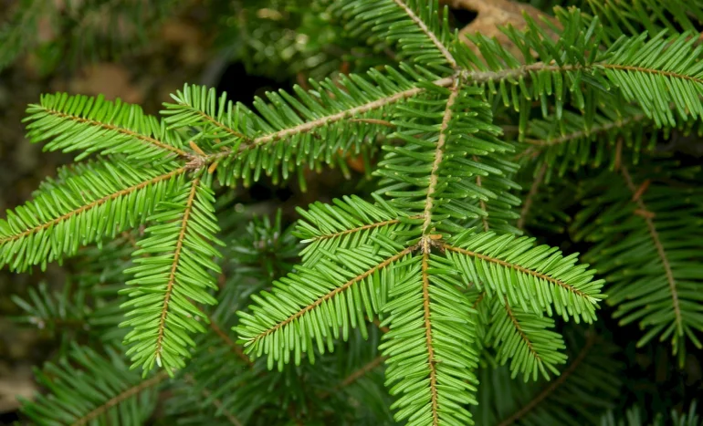 False Acacia Tree - Medicinal Plant