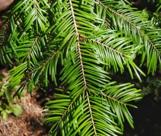 Grand Fir Tree Planting