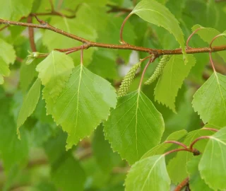 Grand Fir Tree Foliage