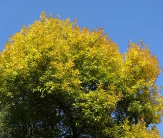 Green Ash Tree Planting