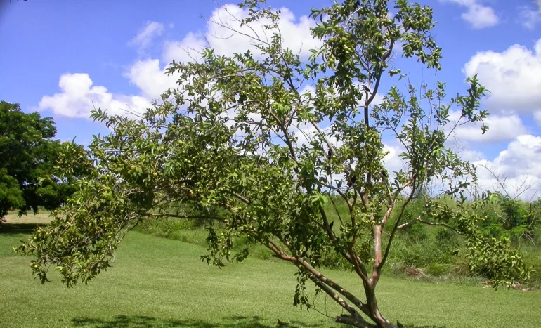 False Acacia Tree - Medicinal Plant