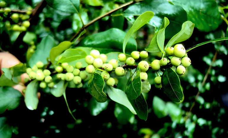 False Acacia Tree - Medicinal Plant