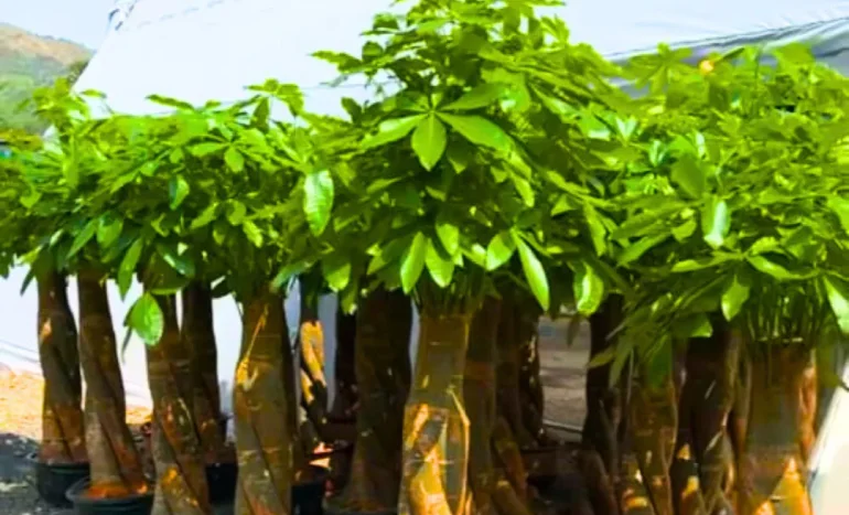 False Acacia Tree - Medicinal Plant