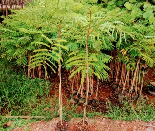 Gulmohar Tree Planting
