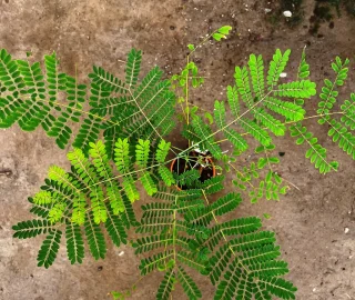 Gultara Tree Foliage