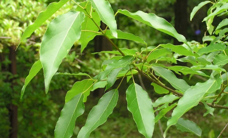 False Acacia Tree - Medicinal Plant