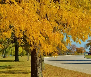 Honey Locust Tree Landscape