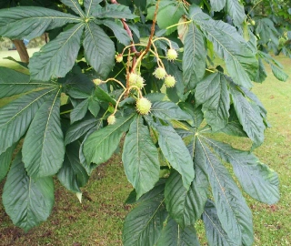 Horse Chestnut Flowers