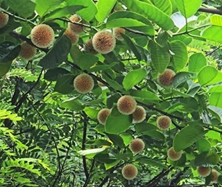 Kadamba Tree Flowers