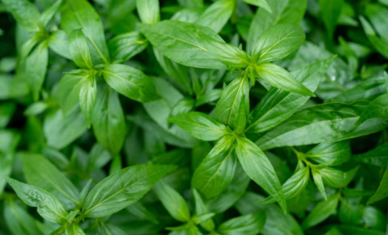 Kalmegh Plant - King of Bitters