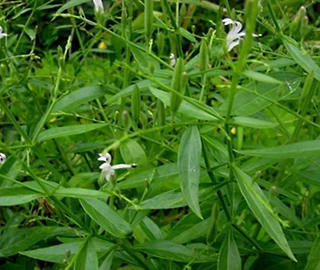Kalmegh Plant Flowers