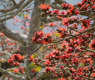 Katesawer Tree - Silk Cotton