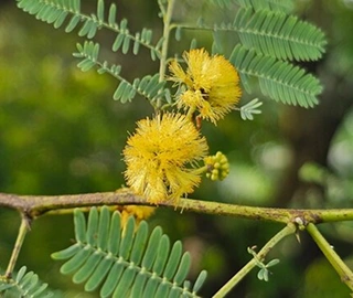 Kikar Tree - Seed Pods