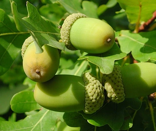 Kingswood Tree - Lobed Leaves