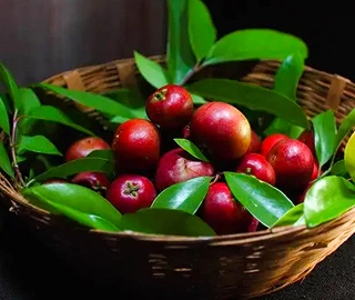 Korean Pine Tree - Edible Pine Nuts