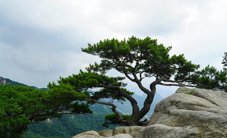 Korean Pine Tree - Resilient Evergreen
