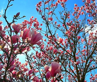 Magnolia Tree Care