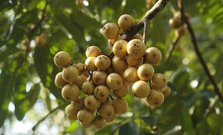 Mahua Tree - Cultural Plant