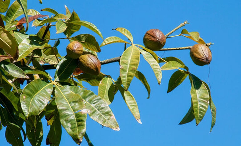 Malabar Chestnut Tree - Nutrient-Rich Superfood
