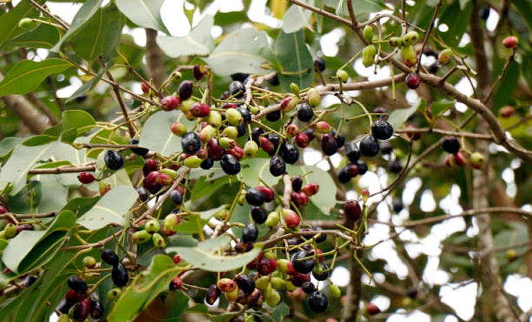Malabar Plum Tree - Nutritional Plant