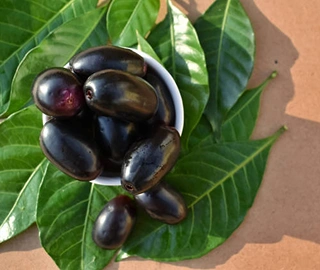 Malabar Plum Tree Plantation