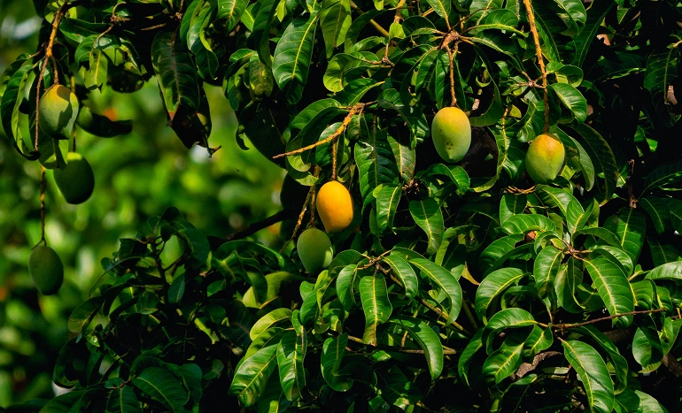 Mango Pine Tree - Exotic Hybrid Plant