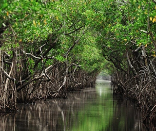 Mangrove Forest - Ecological Significance