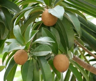 Manikara Tree Plantation