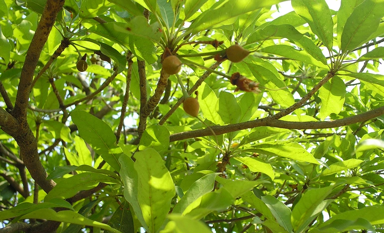 Moha Tree - Nutritional Plant