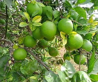 Mosambi Tree Fruits - Health Benefits