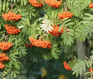 Mountain Ash Tree Conservation