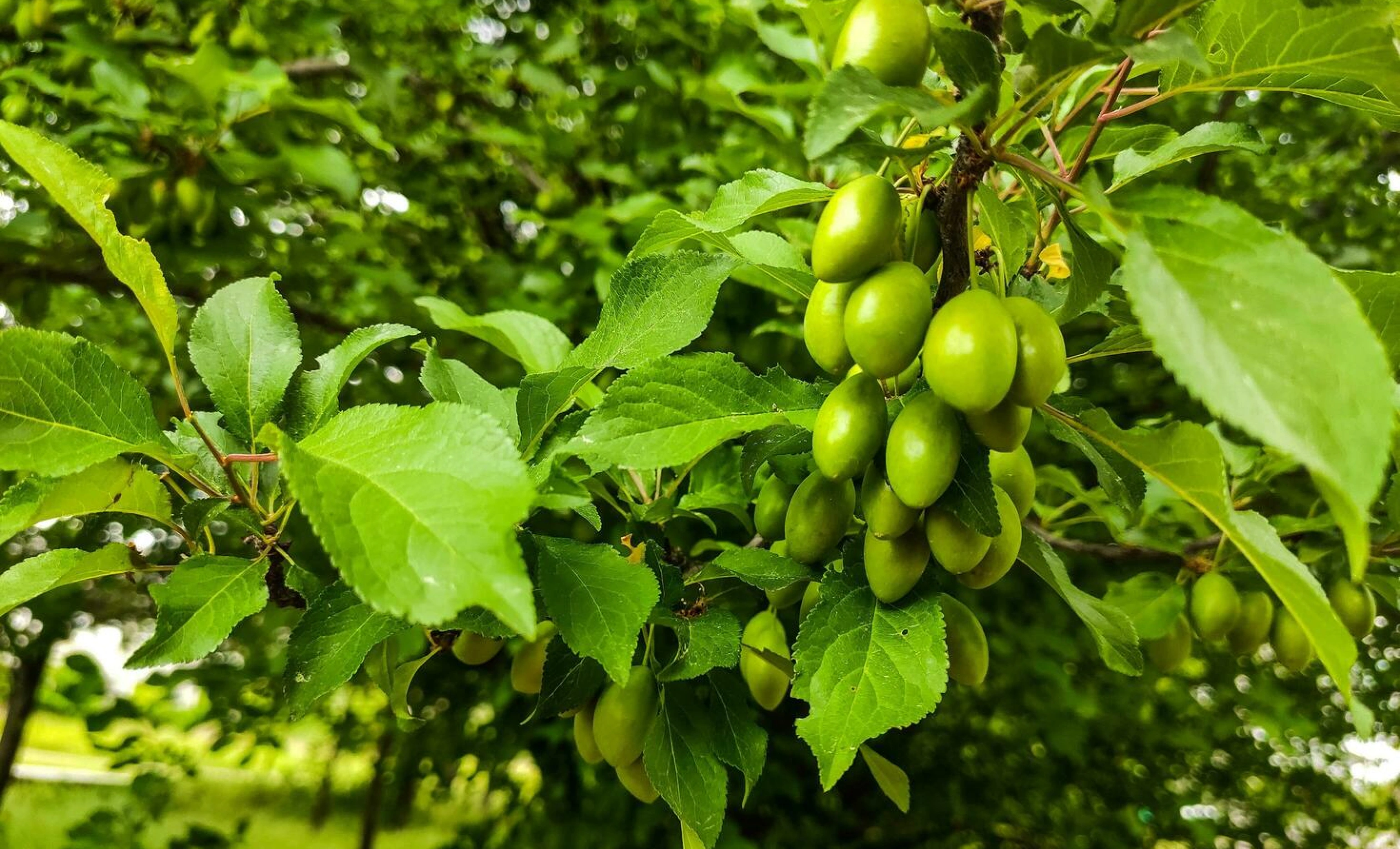 Myrobalan Tree - Nutritional Plant