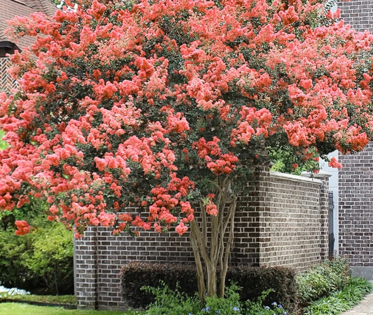 Myrtle Tree Plantation