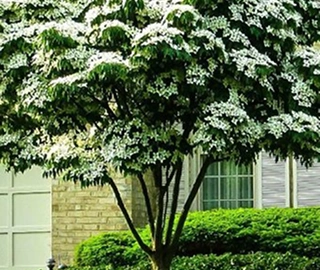 Pacific Dogwood Tree Wildlife Habitat