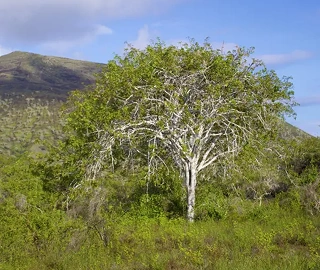 Palo Santo Tree - Healing Properties