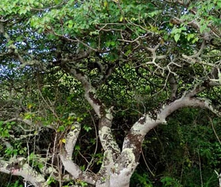 Palo Santo Tree Spiritual Significance