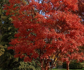 Paperbark Maple Tree - Unique Bark