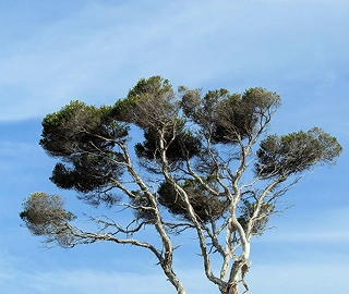 Paperbark Tea Tree Health Benefits